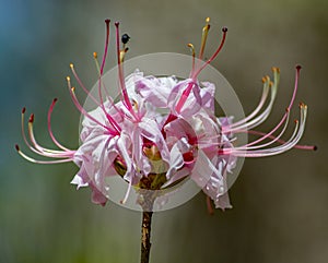 Group of Pink Azalea Wildflowers