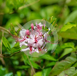 Group of Pink Azalea Wildflowers