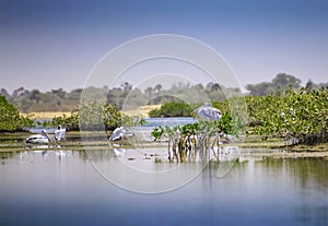 The group of Pink-backed Pelicans or Pelecanus rufescens is resting on the surface in the sea lagoon in Africa, Senegal. It is a