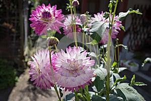 group of pink dahlia flowers, back lighted