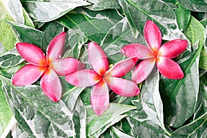 Group of pink drenched frangipani or Plumeria on green leaves