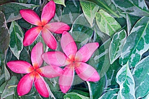 Group of pink drenched frangipani or Plumeria on green leaves