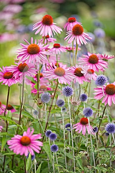 A group of pink Echinacaea and blue Globe Thistles. photo
