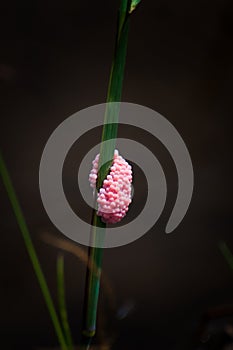 Group of pink eggs of golden apple snail.