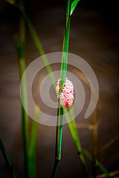 Group of pink eggs of golden apple snail.