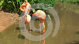 Group of pink flamingo is stand find food and walking