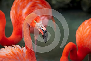 Group of pink flamingos