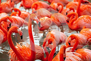 Group of pink flamingos