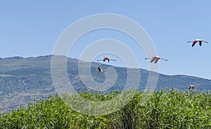 Group of pink flamingos flying over reeds, Lake Eber, Turkey