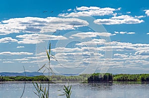 Group of pink flamingos flying over reeds, Lake Eber, Turkey