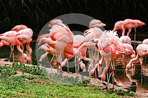 A group of pink flamingos hunting in the pond, Oasis of green in urban setting, flamingo