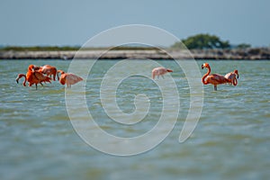 Group of pink flamingos in Las Coloradas in Mexico photo