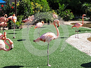 Group of pink flamingos in the park