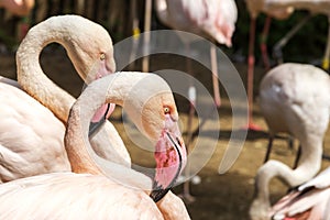 Group of Pink Flamingos - Phoenicopteriformes sitting on eggs on nests