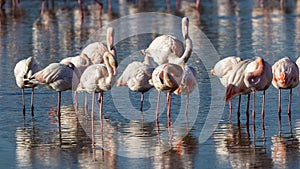 Group of pink flamingos on a pond in Camargue, France