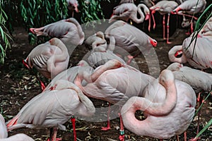 Group of pink Flamingos.Resting greater flamingo ,Phoenicopterus roseus, close up.Exotic birds in ZOO selective focus.Wildlife