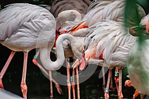 Group of pink Flamingos.Resting greater flamingo ,Phoenicopterus roseus, close up.Exotic birds in ZOO selective focus.Wildlife