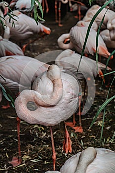 Group of pink Flamingos.Resting greater flamingo ,Phoenicopterus roseus, close up.Exotic birds in ZOO selective focus.Wildlife