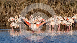 Group of pink flamingos on a river in Camargue, France