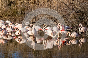 Group of pink flamingos on a river in Camargue, France