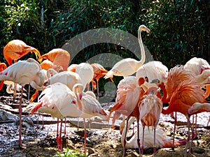 A group of pink flamingos at Shanghai wild animal park
