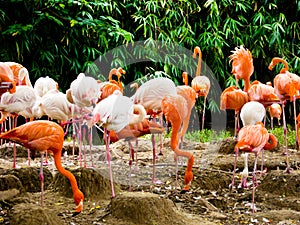 A group of pink flamingos at Shanghai wild animal park