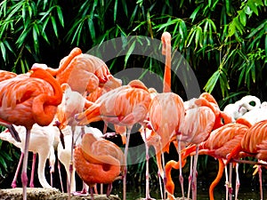 A group of pink flamingos at Shanghai wild animal park