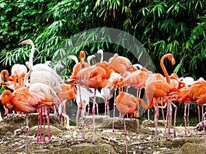 A group of pink flamingos at Shanghai wild animal park