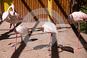 The group of pink flamingos sleeps in the shade