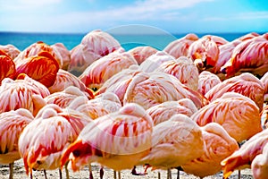 Group of Pink flamingos standing on the beach near sea. The background is blue sky and water of ocean. It is background of