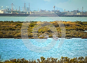 A group of pink flamingos walk in the water of the Mediterranean sea on the island of Sardinia, Italy. Behind them is the town of