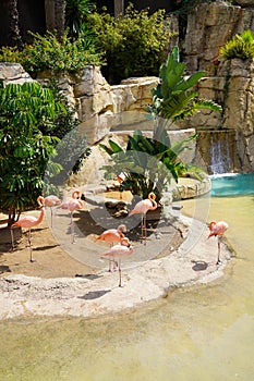 Group of pink flamingos at a wildlife park