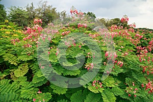 Group pink flowers background