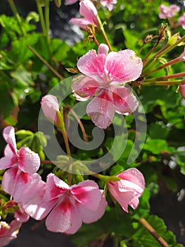 A group of pink geraniums with dew drops. Un grupo de geranios rosados con gotas de rocÃÂ­o photo
