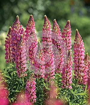 group pink lupines field at summer.