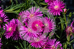 Group of pink magenta flowers of Delosperma cooperi or Mesembryanthemum cooperi, commonky known as Trailing or Hardy Iceplant, or