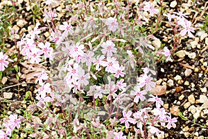 Group pink moss or cherry blossom at shibazakura festival , Yam