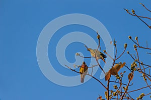 Group of Pink-necked Green Pigeon (Treron vernans) birds are per