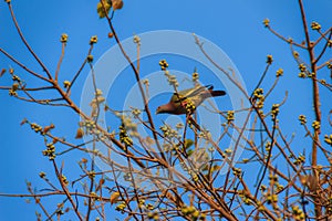 Group of Pink-necked Green Pigeon (Treron vernans) birds are per