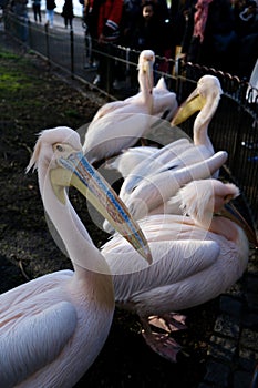 Group of pink pelicans (Pelecanus onocrotalus)