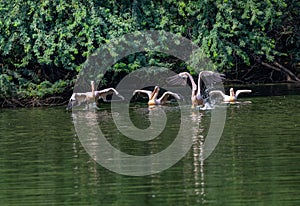 A group of Pink Pelicans ready to take off