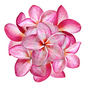 Group of Pink plumeria flower isolated on white