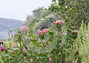 Group of pink Protea compacta or Bot River protea,