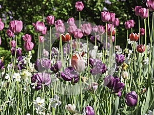 A group of pink and purple tulips blooming in a park, close up