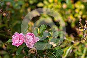Group of pink roses in a bouquet of green leaves.
