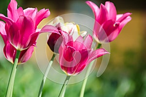 Group of pink tulips in a garden