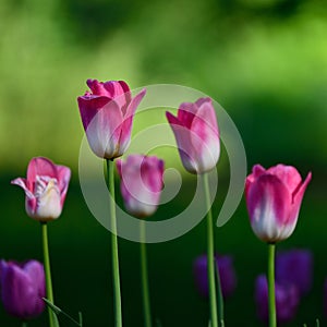 Group of pink tulips in the garden
