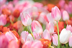 Group pink tulips and green leaves with freshness in the garden