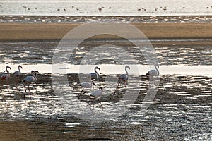 Group of pink and white flamingoes at Atlantic Ocean shallows