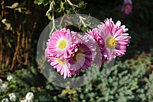 Group of pink and white flowers of semi-double Chrysanthemums in October